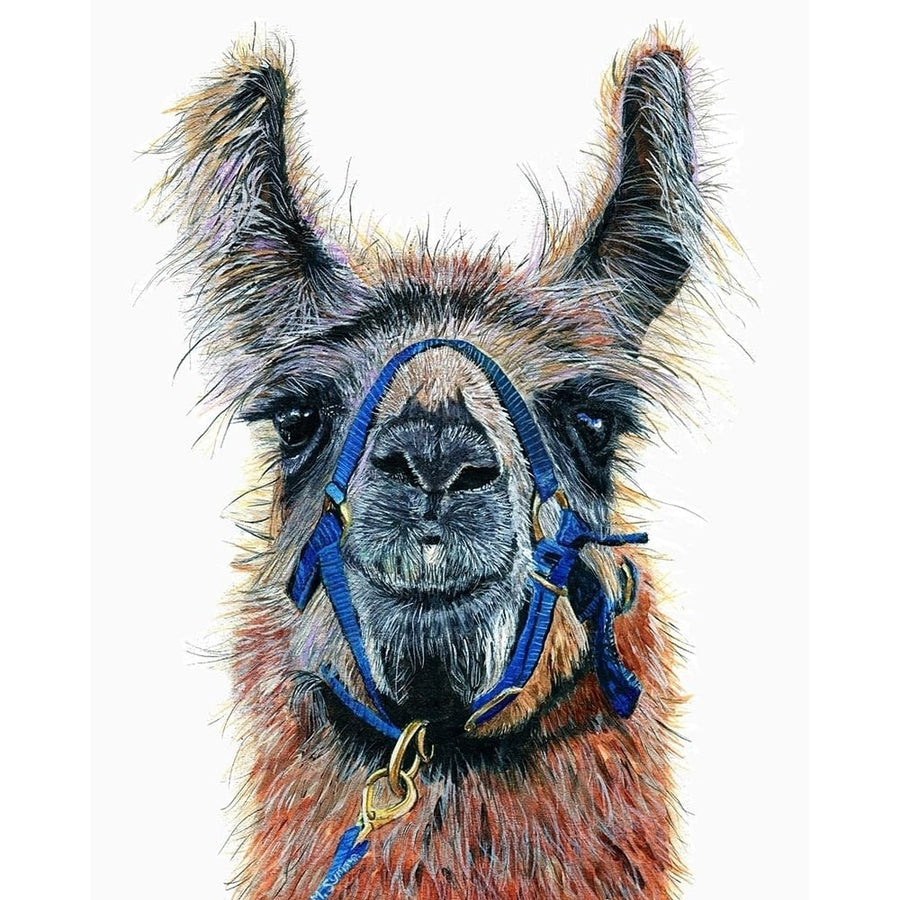 Dalai Llama Poster Print by Melissa Symons-VARPDXS1803D Image 1