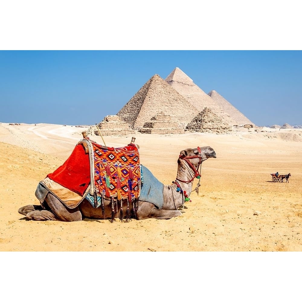 Camel Resting by the Pyramids Giza Egypt Poster Print by Richard Silver-VARPDXS1844D Image 1