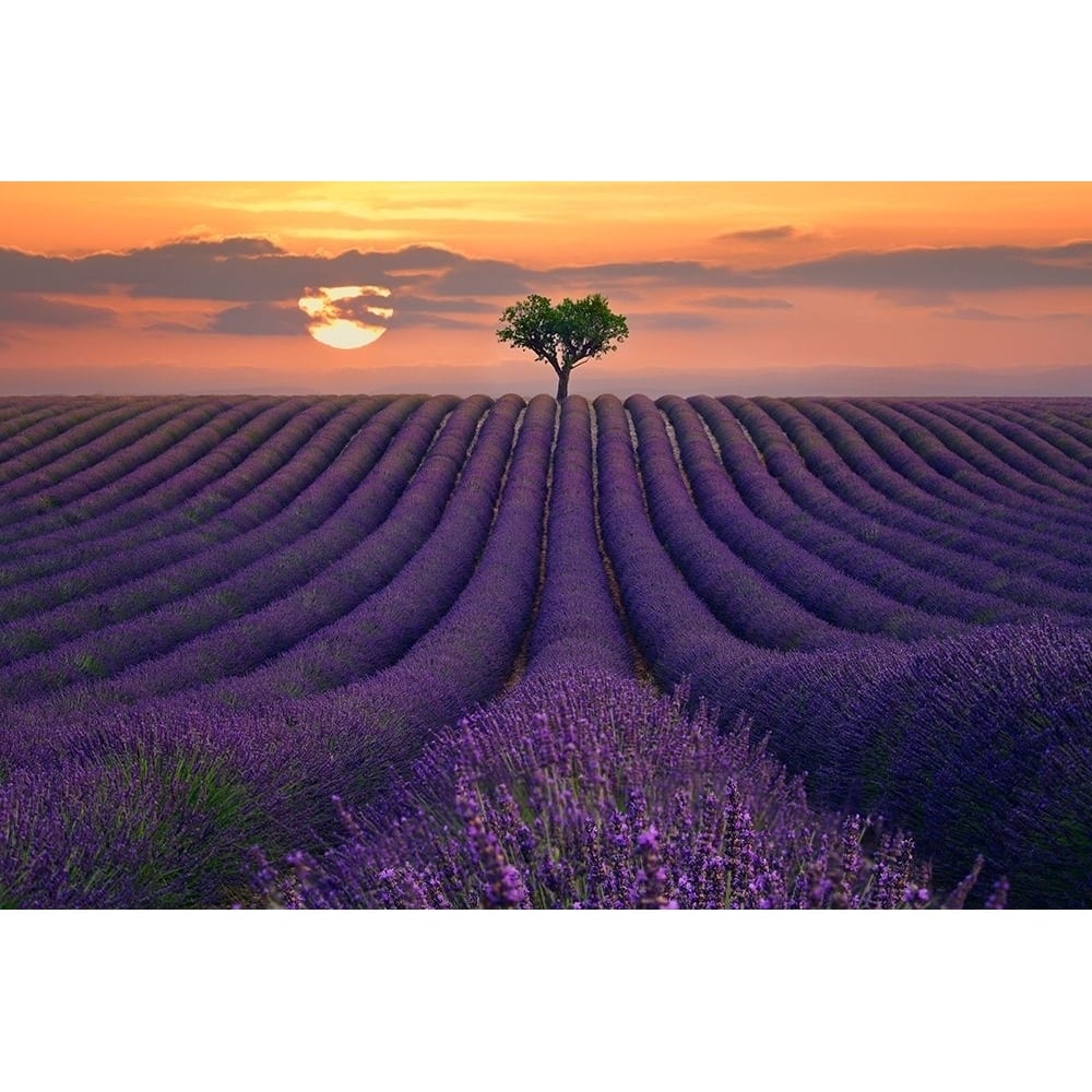 For the Love of Lavender Poster Print by Lee Sie-VARPDXS1875D Image 1