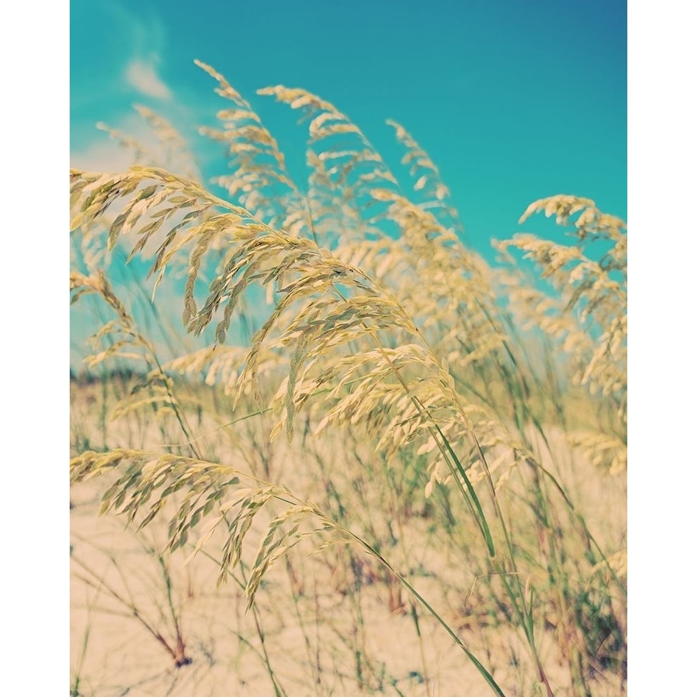 Sea Oats Poster Print by Myan Soffia-VARPDXS1864D Image 1