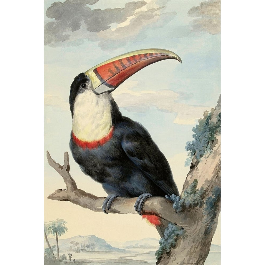 Red-billed Toucan c. 1748 by Aert Schouman-VARPDXS1924D Image 1