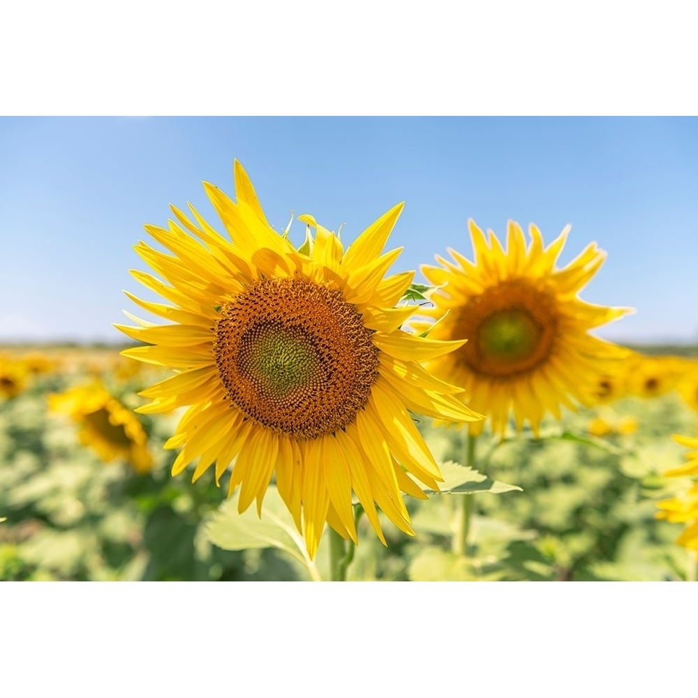 Sunflowers II by Richard Silver-VARPDXS1923D Image 1