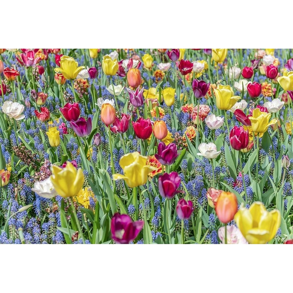 Kuekenhof Tulips I by Richard Silver-VARPDXS1917D Image 1