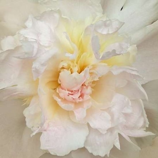 Paeonia Poster Print by Rebecca Swanson-VARPDXS753D Image 2