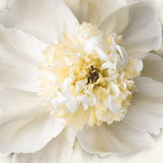 Peony Praise Poster Print by Rebecca Swanson-VARPDXS752D Image 1