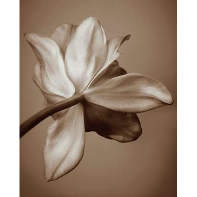 Moonlight Tulip Poster Print by Rebecca Swanson-VARPDXS781D Image 1