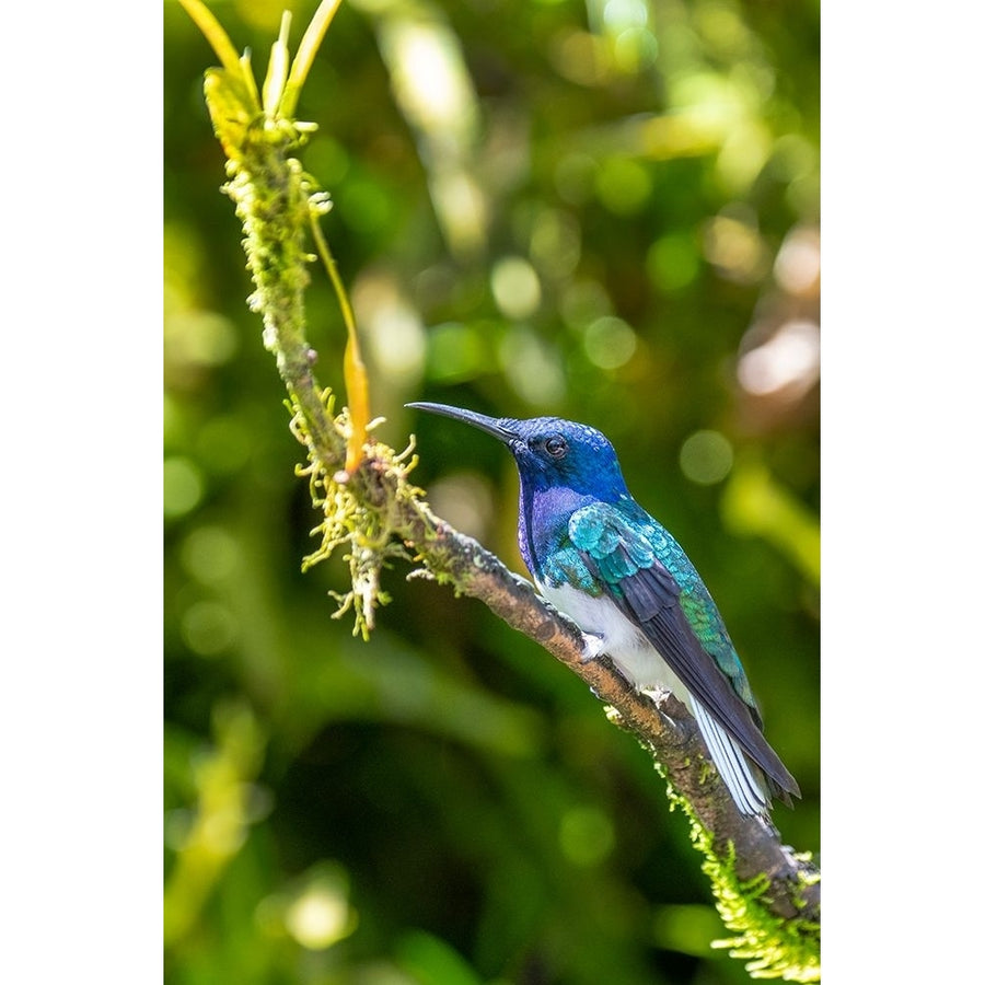 Ecuador-Tandayapa Valley-Alambi Reserve. White-necked Jacobin hummingbird Poster Print - Cindy Miller Image 1