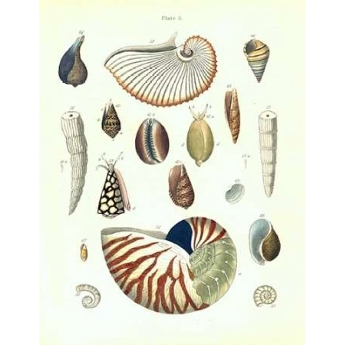 Shells Plate 5 Poster Print by Samuel Brookes-VARPDXSB05 Image 1