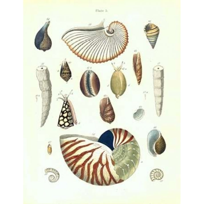 Shells Plate 5 Poster Print by Samuel Brookes-VARPDXSB05 Image 2