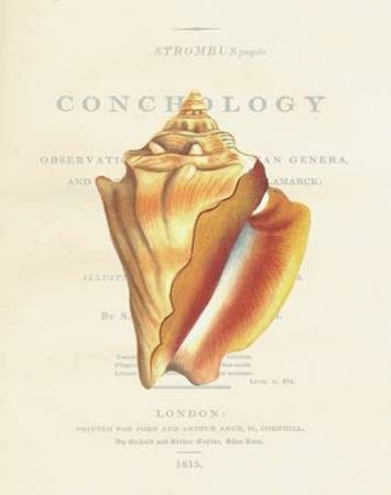 Shell Strombus Pugilis Poster Print by Samuel Brookes-VARPDXSB12 Image 1