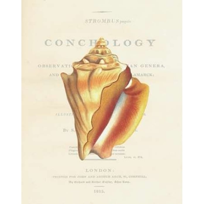 Shell Strombus Pugilis Poster Print by Samuel Brookes-VARPDXSB12 Image 2