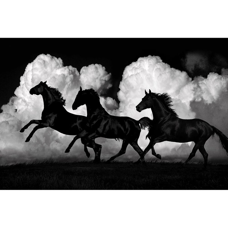 Wild Horses Poster Print by Samantha Carter-VARPDXSCT115298 Image 1