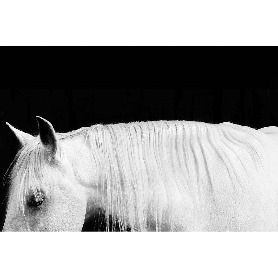 White on Black I Poster Print by Samantha Carter-VARPDXSCT115303 Image 1