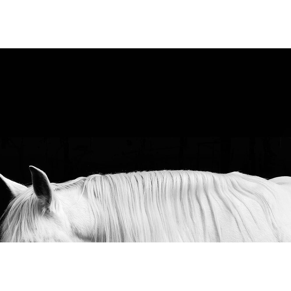 White on Black II Poster Print by Samantha Carter-VARPDXSCT115304 Image 1