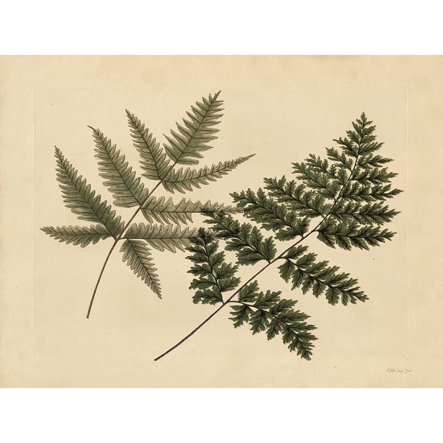 Antique Ferns 1 Poster Print - Design Studio Stellar-VARPDXSDS1196 Image 1