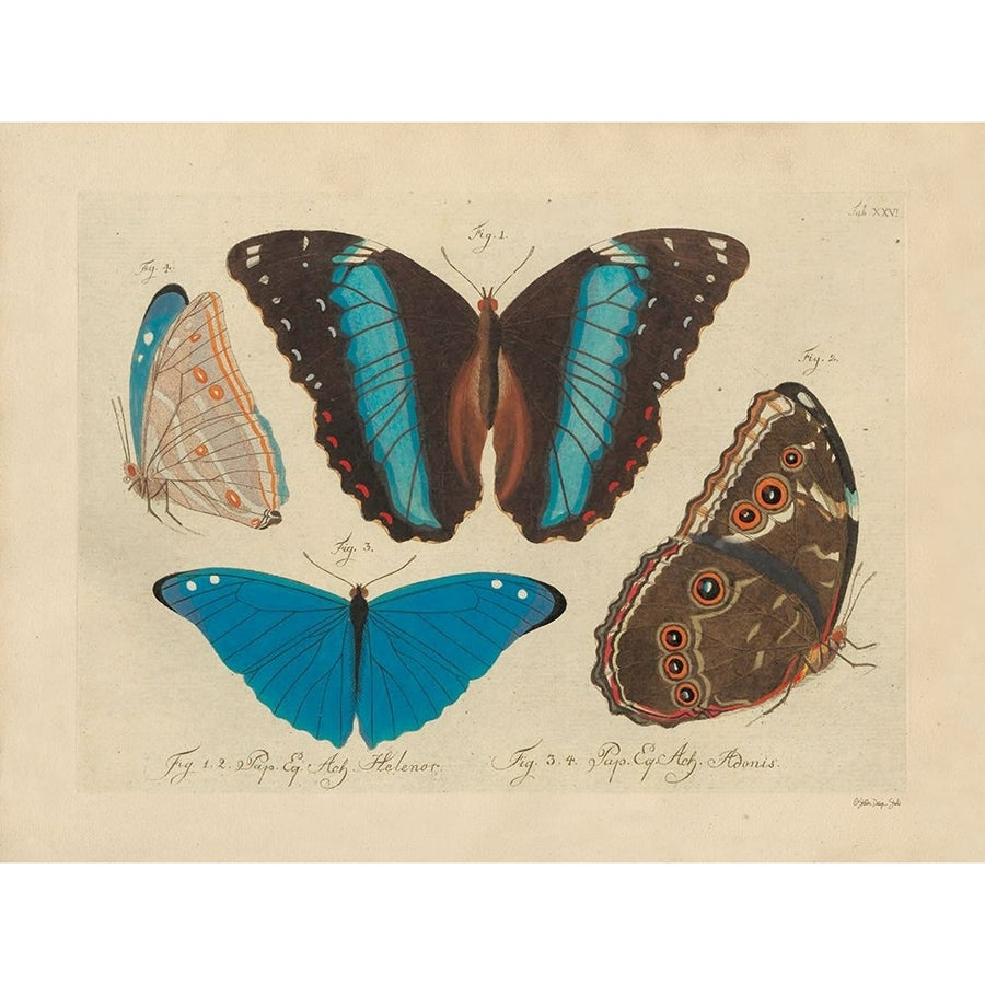 Vintage Butterflies 1 Poster Print - Stellar Design Studio-VARPDXSDS1172 Image 1