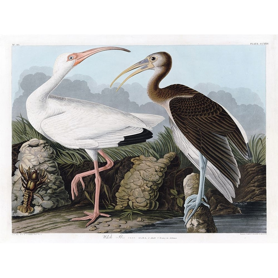 White Ibis Poster Print - Design Studio Stellar-VARPDXSDS1189 Image 1