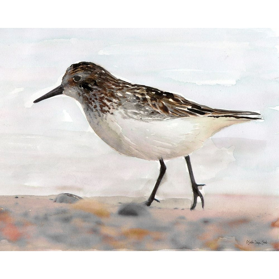 Sandpiper 2 Poster Print by Stellar Design Studio Stellar Design Studio-VARPDXSDS296 Image 1