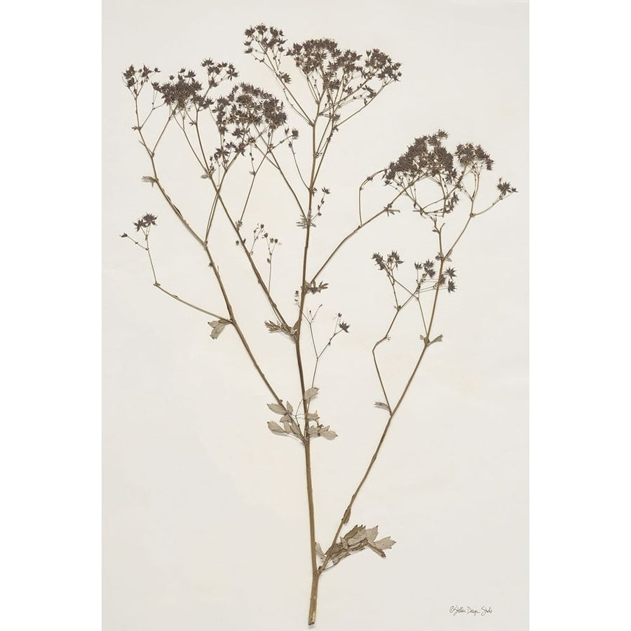 Herbarium Collection 1 Poster Print - Stellar Design Studio-VARPDXSDS869 Image 1