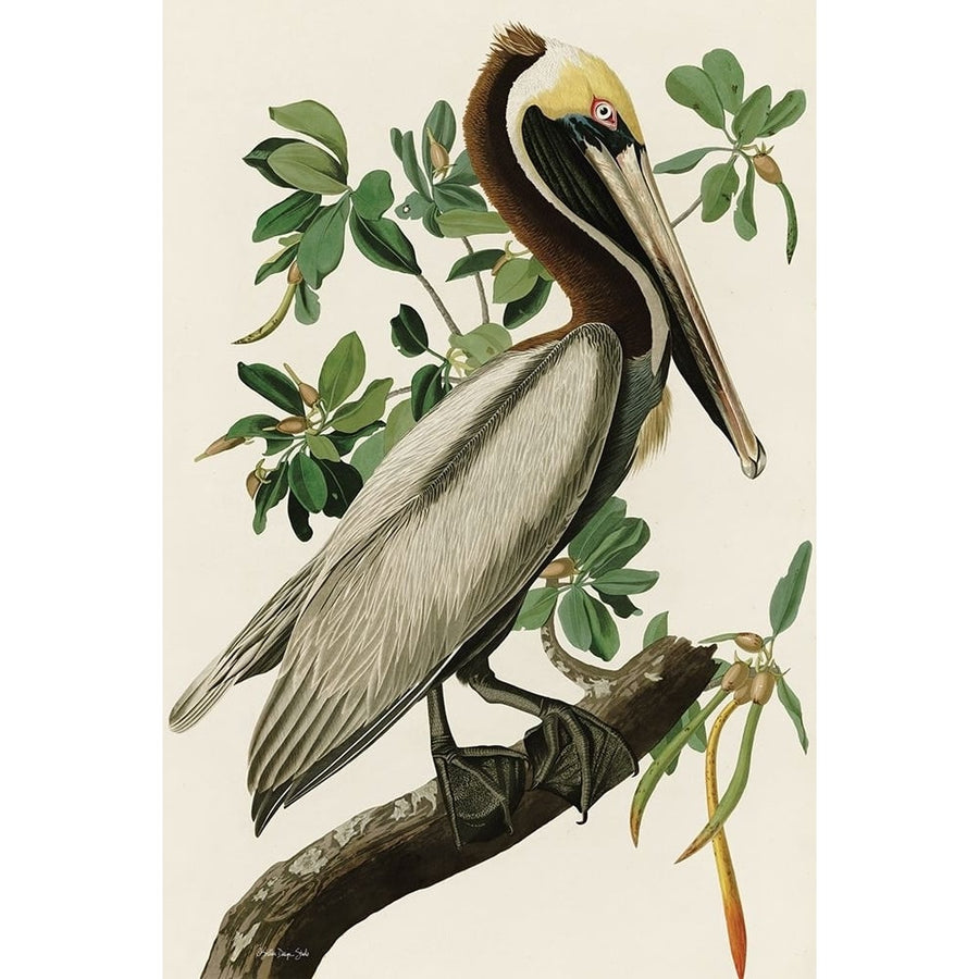 Audubon Brown Pelican by Stellar Design Studio-VARPDXSDS964 Image 1