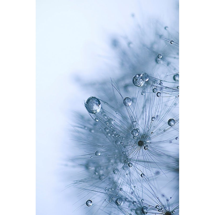 Blue Dandelion Poster Print by Sherstin Schwartz-VARPDXSG015A Image 1