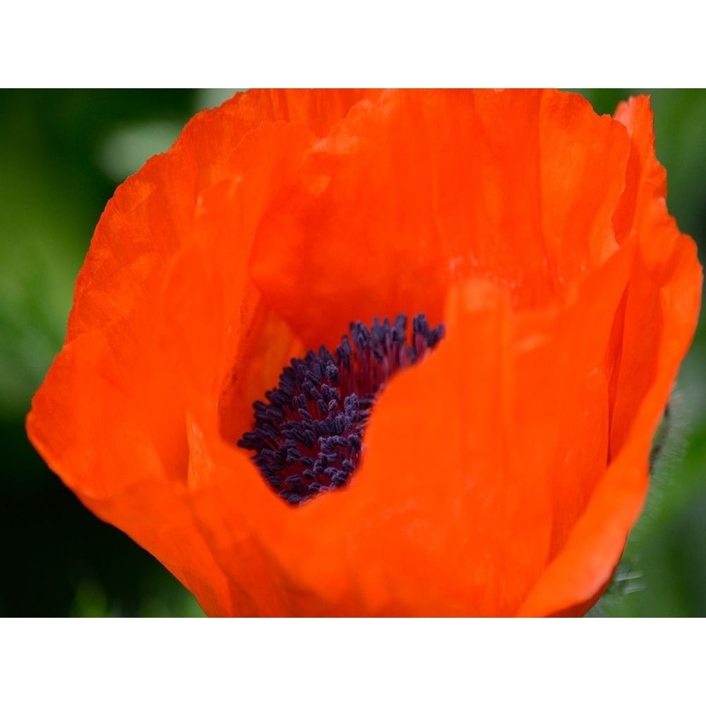 Orange Poppy Poster Print by Savanah Plank-VARPDXSK113948 Image 1