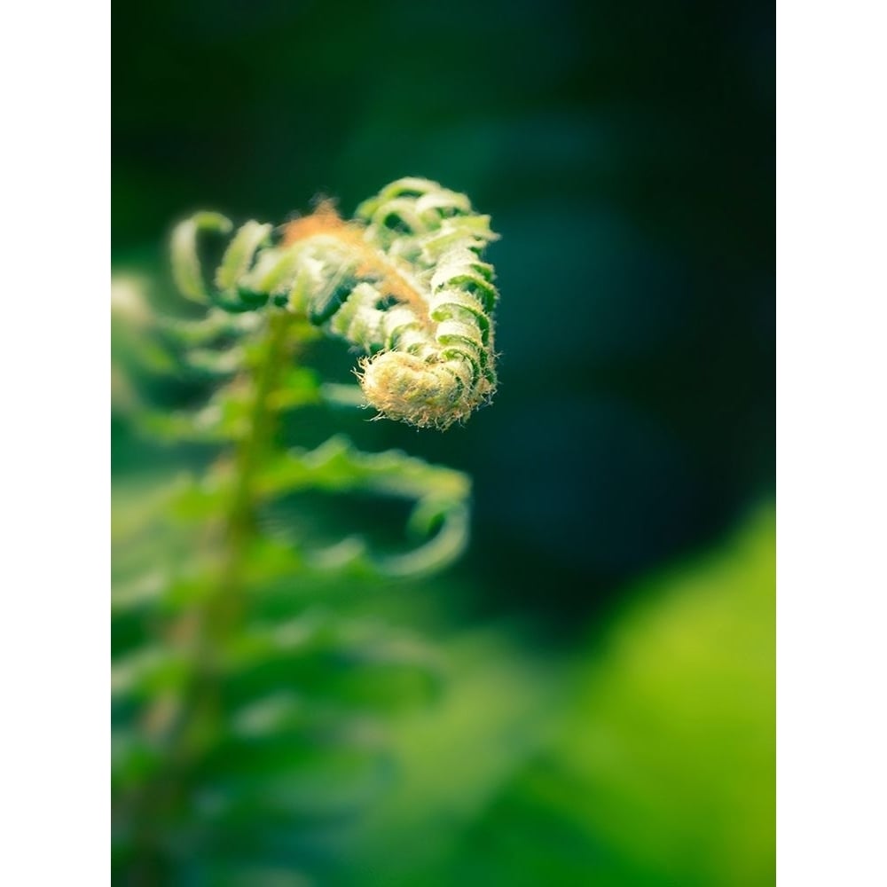 Garden Fern Poster Print by Savanah Plank-VARPDXSK113953 Image 1