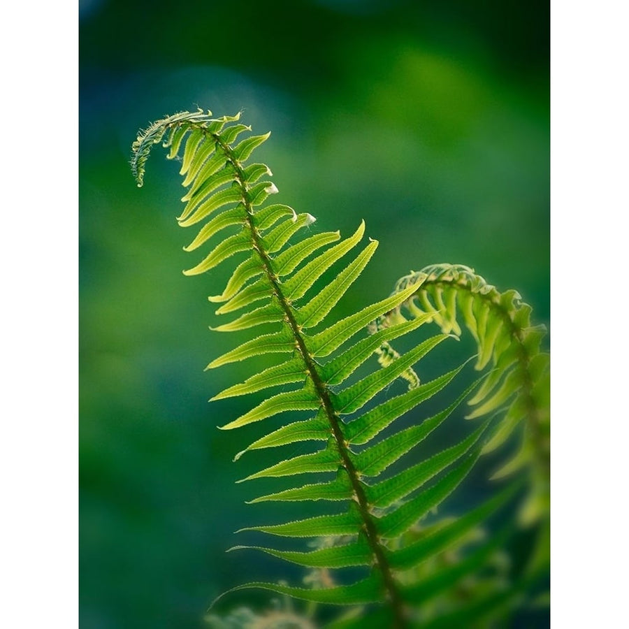 Garden Fern Poster Print by Savanah Plank-VARPDXSK113957 Image 1