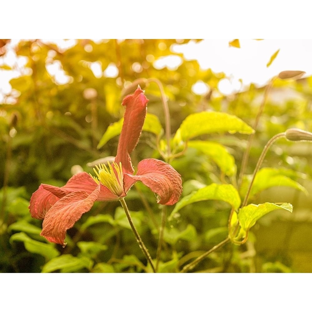 Summertime Clematis Poster Print by Savanah Plank-VARPDXSK113958 Image 1