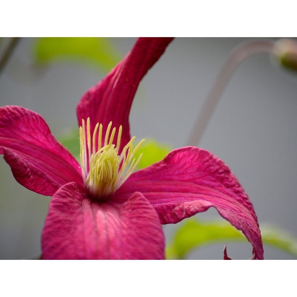 Pink Clematis Poster Print by Savanah Plank-VARPDXSK113951 Image 1