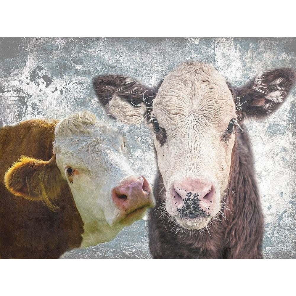 Two Moo Poster Print by Sheldon Lewis-VARPDXSLBRC610A Image 1