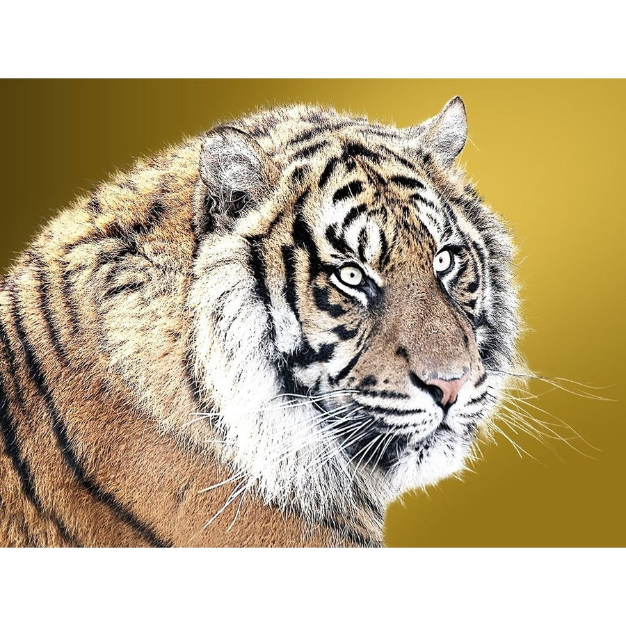 Tiger Eyes Poster Print by Sheldon Lewis-VARPDXSLBRC736A Image 1