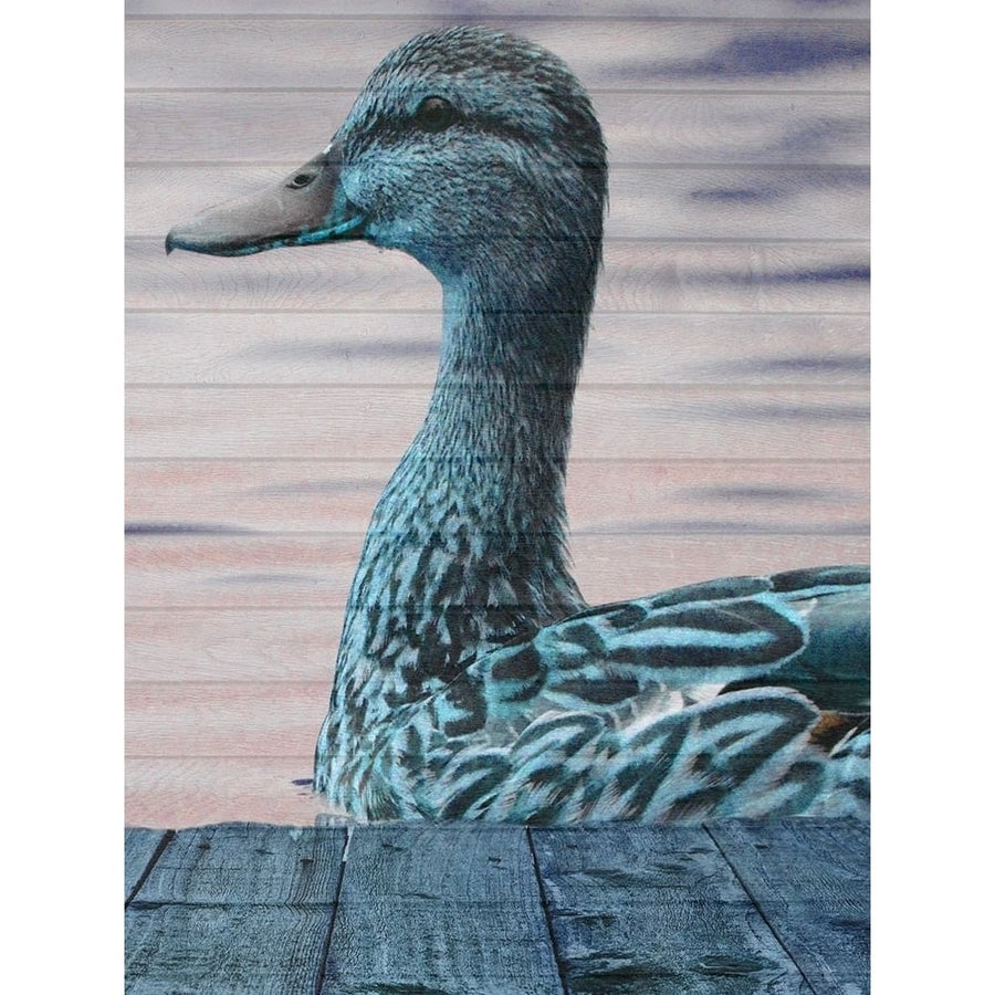 Aqua Duck Poster Print by Sheldon Lewis-VARPDXSLBRC786A Image 1