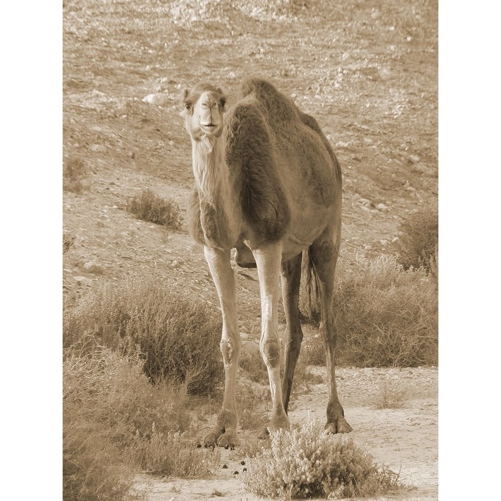 Desert Runner 2 Poster Print by Sheldon Lewis-VARPDXSLBRC792B Image 1