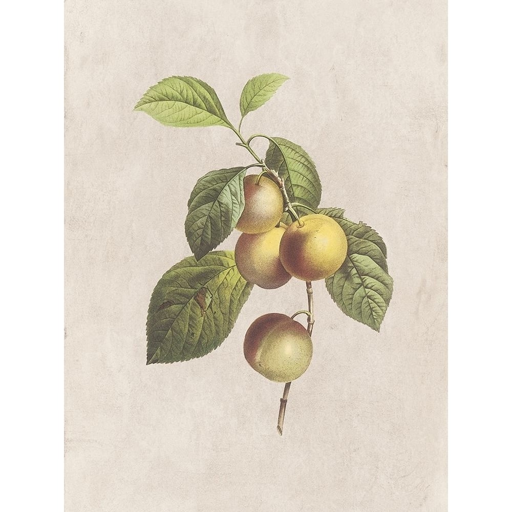 Fruity Botanic 3 Poster Print by Sheldon Lewis-VARPDXSLBRC804C Image 1