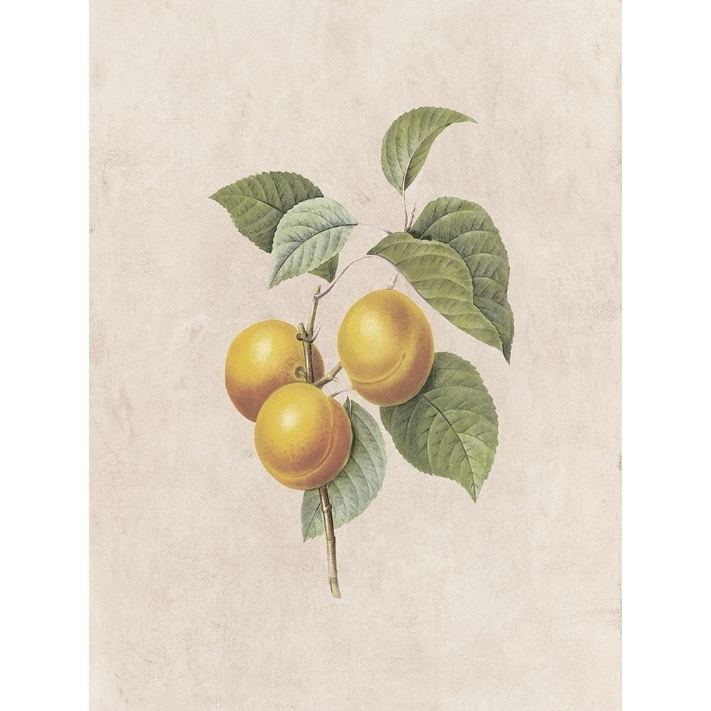 Fruity Botanic 2 Poster Print by Sheldon Lewis-VARPDXSLBRC804B Image 1