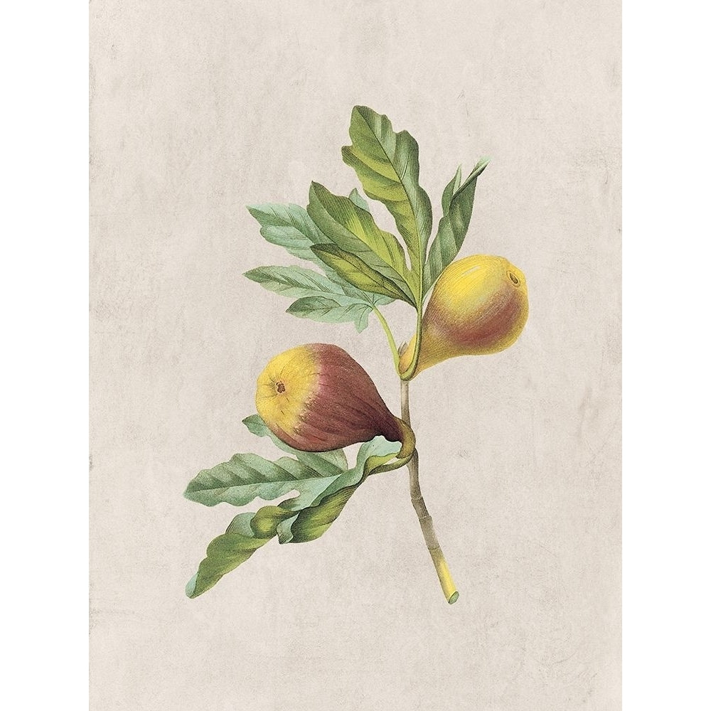 Fruity Botanic 4 Poster Print by Sheldon Lewis-VARPDXSLBRC804D Image 1