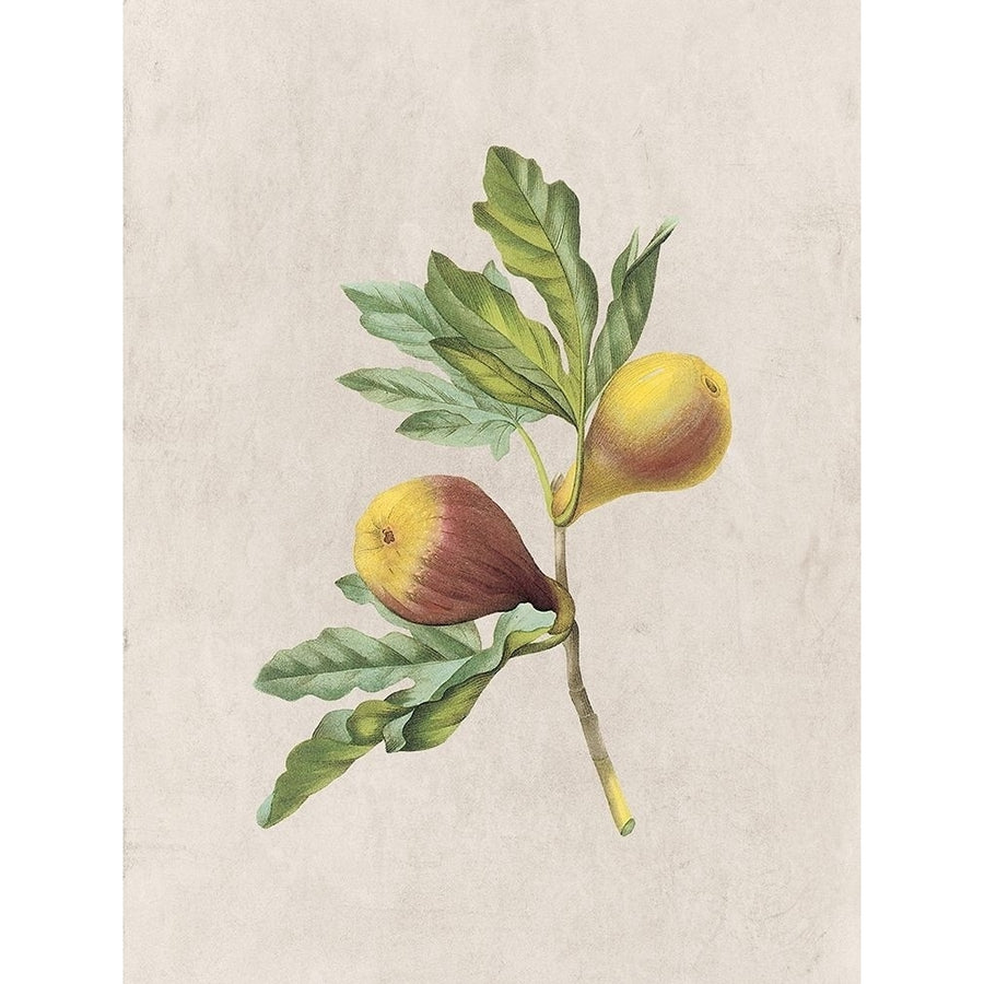 Fruity Botanic 4 Poster Print by Sheldon Lewis-VARPDXSLBRC804D Image 1