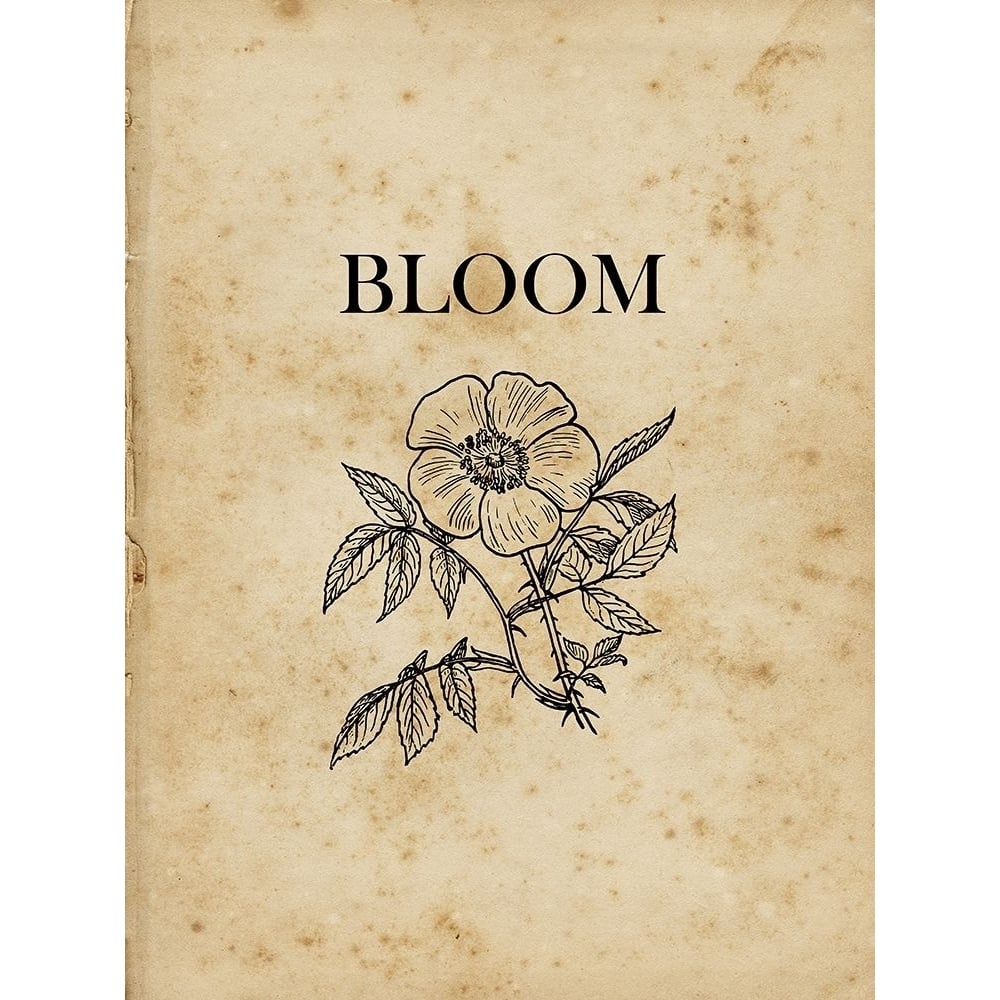 Bloom Poster Print by Sheldon Lewis-VARPDXSLBRC867B Image 1