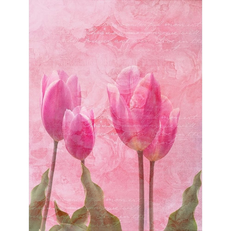 Tulip Love 2 Poster Print by Sheldon Lewis-VARPDXSLBRC871B Image 1