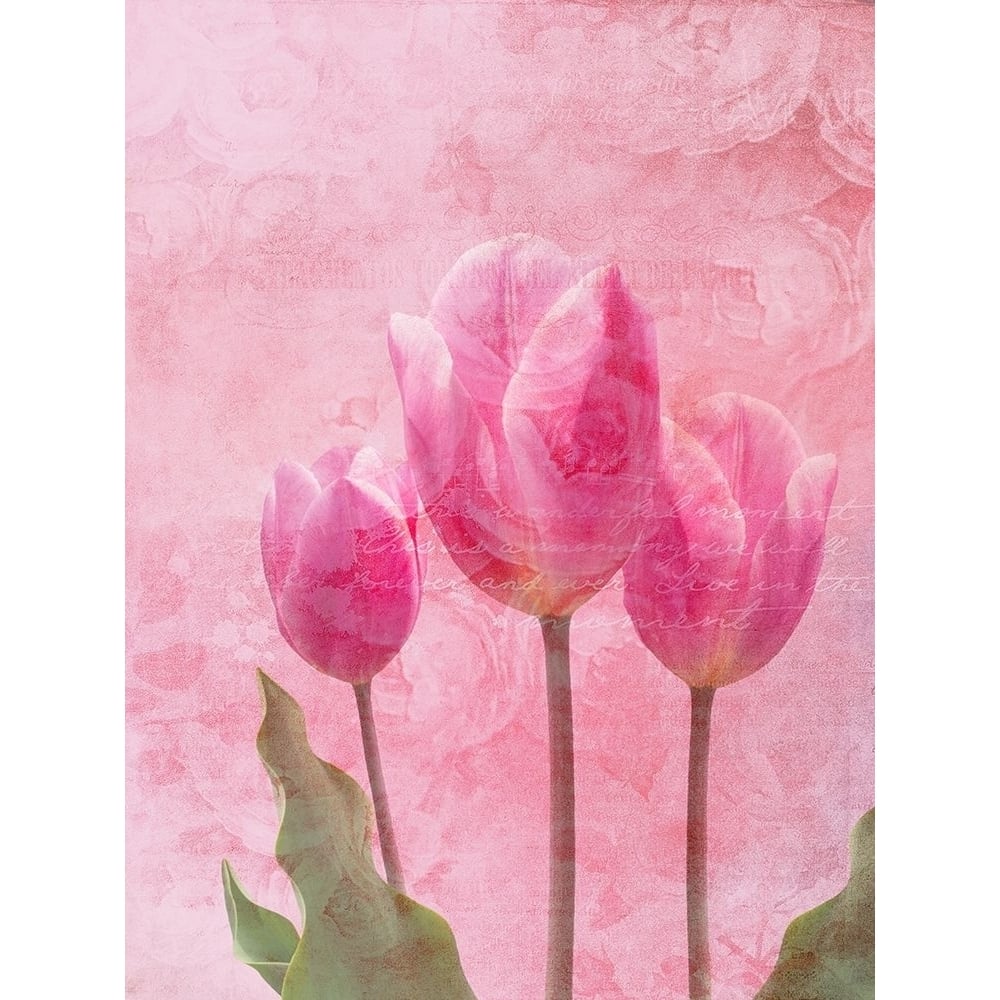 Tulip Love 1 Poster Print by Sheldon Lewis-VARPDXSLBRC871A Image 1