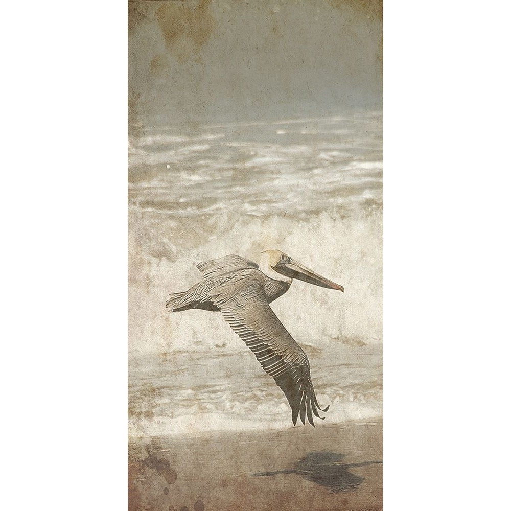 Fly By The Coast Poster Print by Sheldon Lewis-VARPDXSLBRN113A Image 1