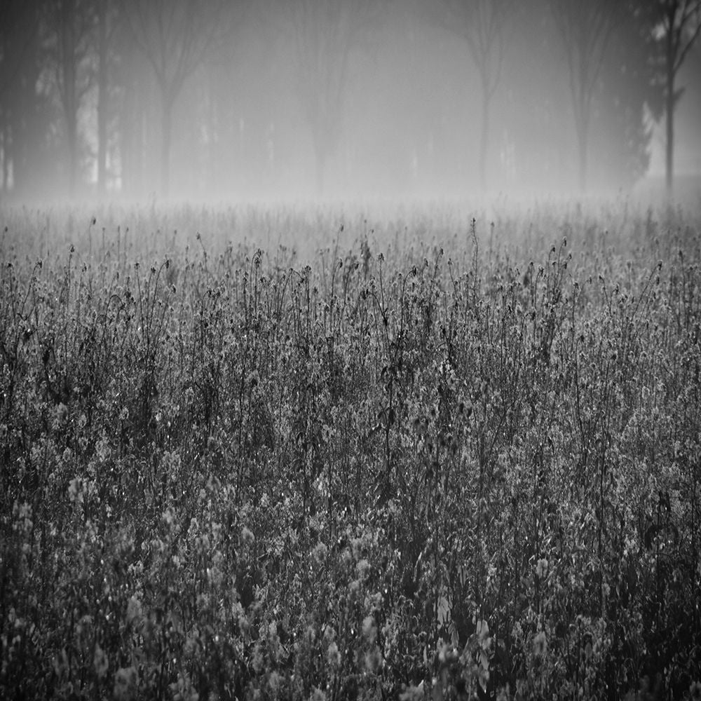 Wild Flower Field Poster Print by Sheldon Lewis-VARPDXSLBSQ736A Image 1