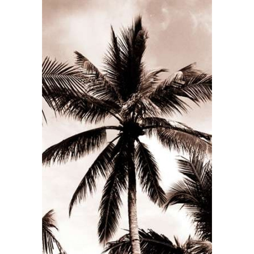 Coconut Palm Bali Poster Print by Cyril Blue-VARPDXSLP07 Image 2