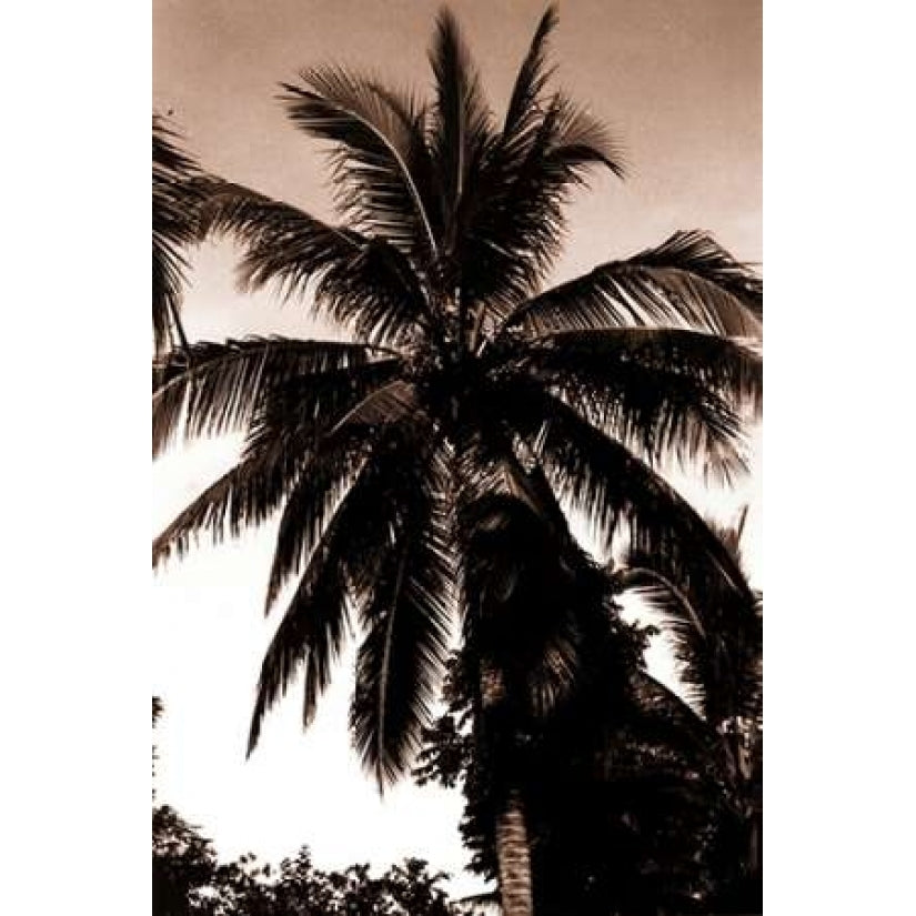 Coconut Palm Bali Poster Print by Cyril Blue-VARPDXSLP08 Image 2