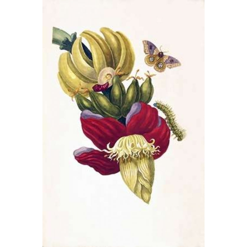 Banana Butterfly plate13 Poster Print by Sybilla Merian-VARPDXSM02 Image 2