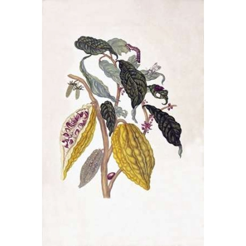 Tropical fruit Caterpillar plate 26 Poster Print by Sybilla Merian-VARPDXSM03 Image 1