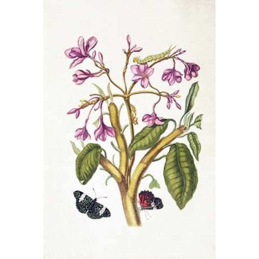 Tropical flower Butterflies plate 8 Poster Print by Sybilla Merian-VARPDXSM05 Image 1