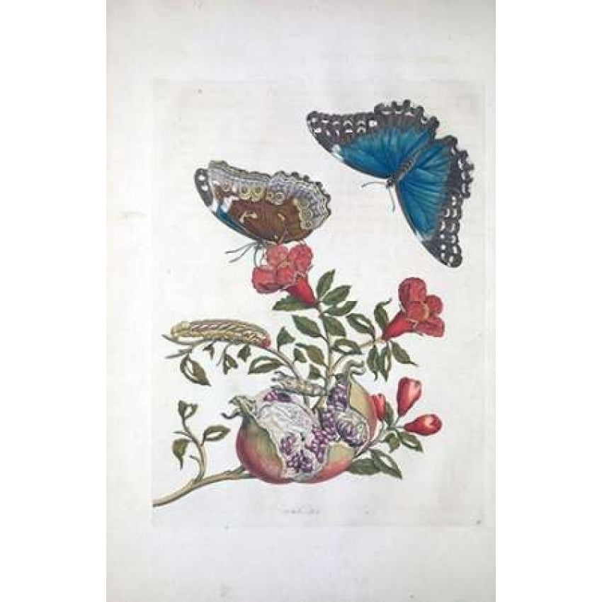 Tropical fruit Butterflies plate 96 Poster Print by Sybilla Merian-VARPDXSM07 Image 1