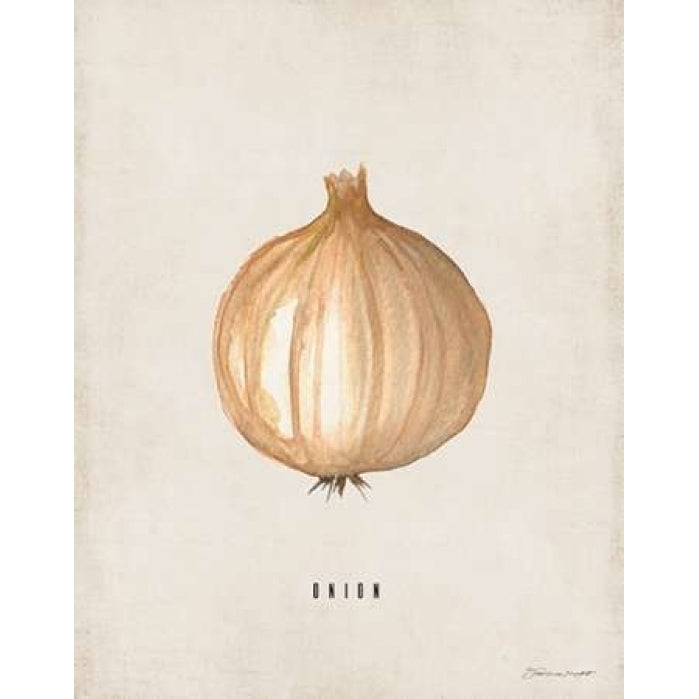 Onion Poster Print by Stephanie Marrott-VARPDXSM15517 Image 2